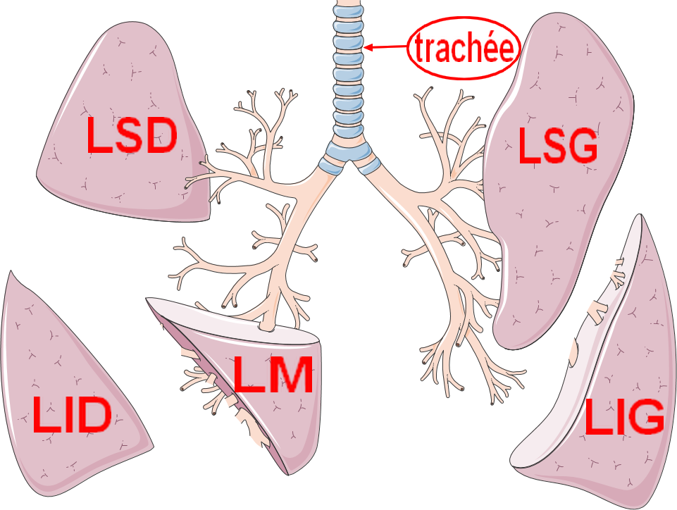 anatomie des poumons