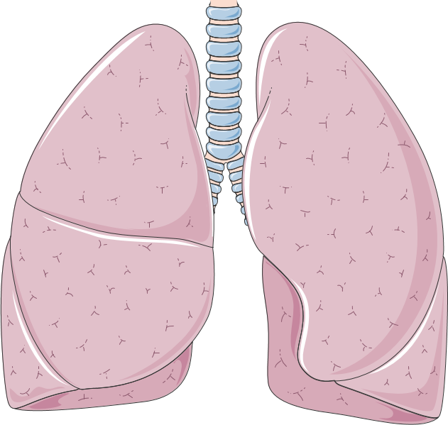 anatomie des poumons