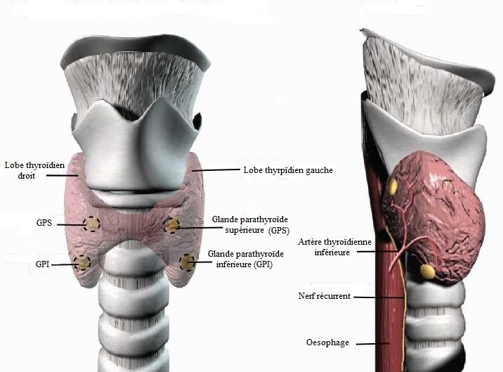 Anatomie et localisation de la thyroïde