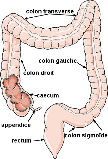 anatomie du colon ou "gros intestin"