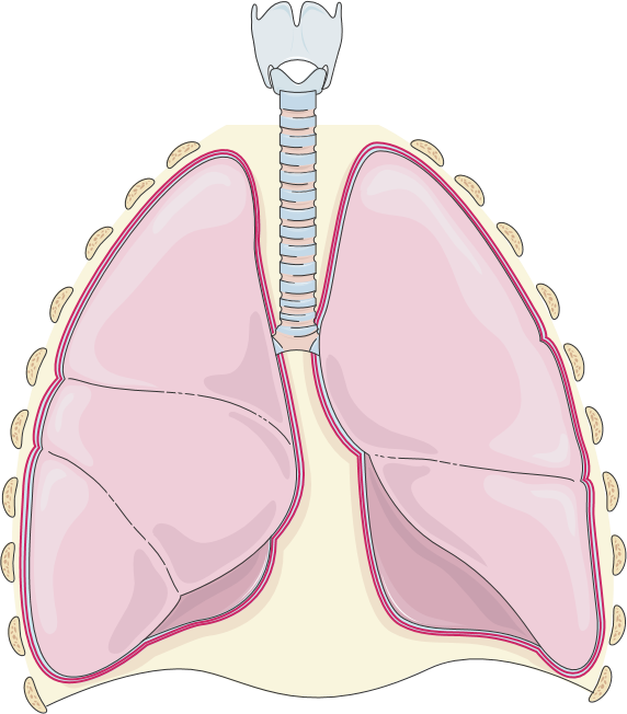 poumons collés à la plèvre